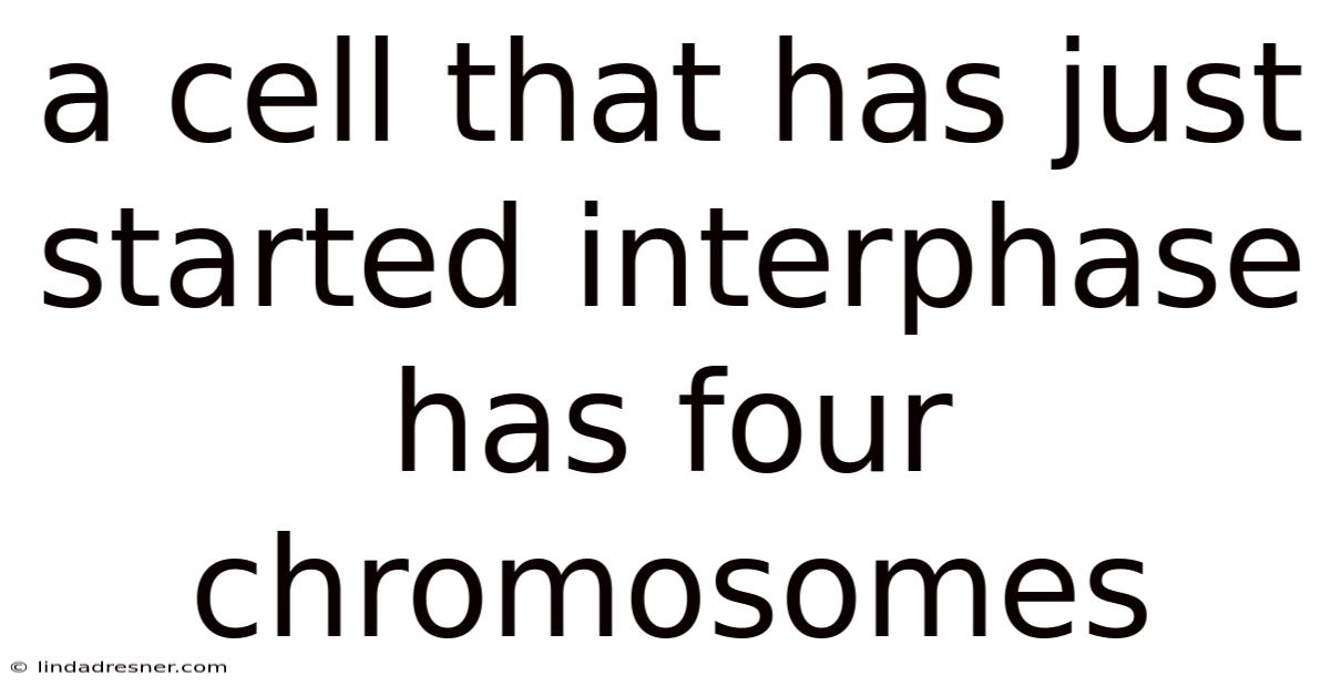 A Cell That Has Just Started Interphase Has Four Chromosomes