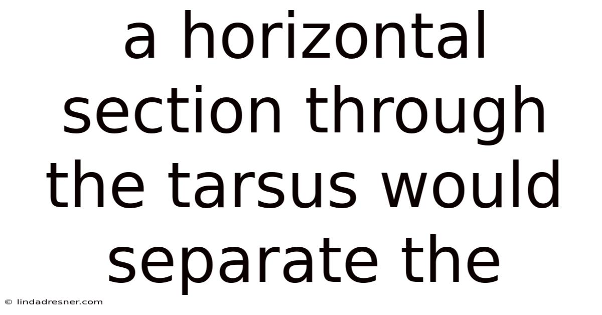 A Horizontal Section Through The Tarsus Would Separate The