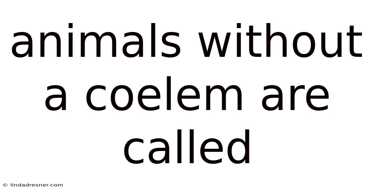 Animals Without A Coelem Are Called