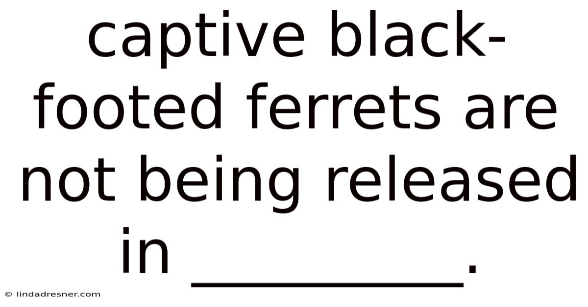 Captive Black-footed Ferrets Are Not Being Released In _________.