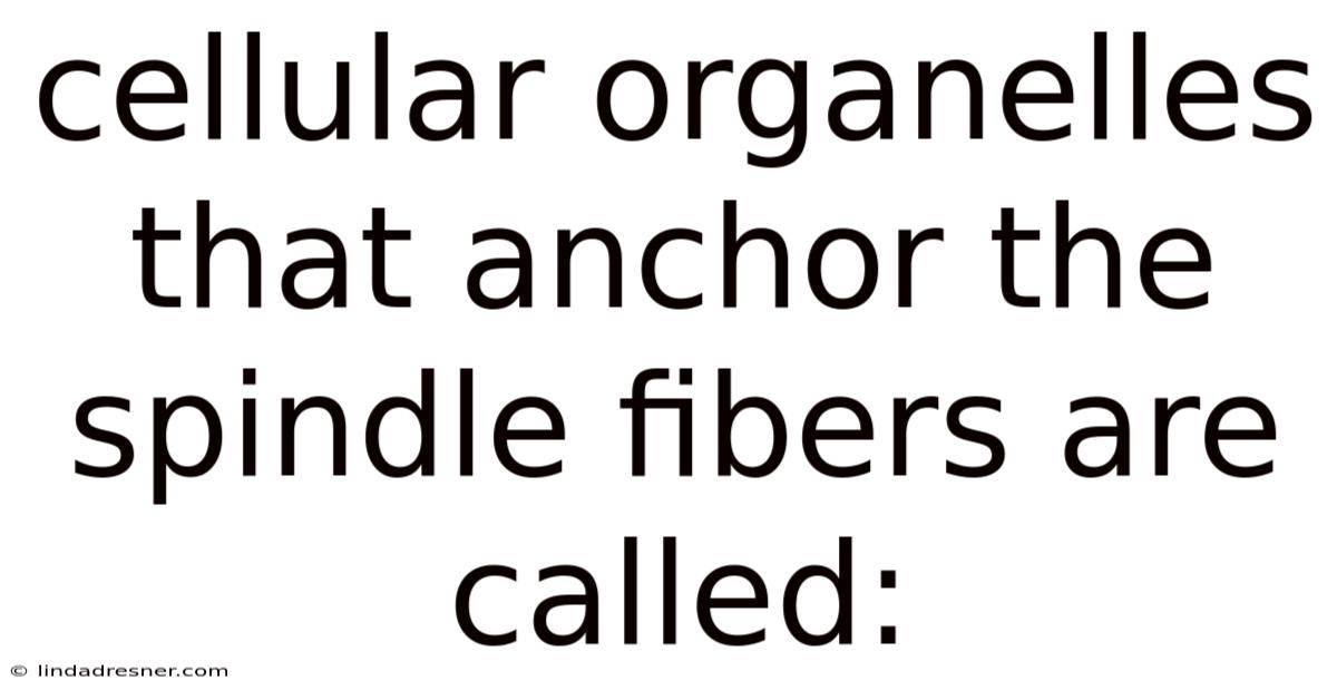 Cellular Organelles That Anchor The Spindle Fibers Are Called: