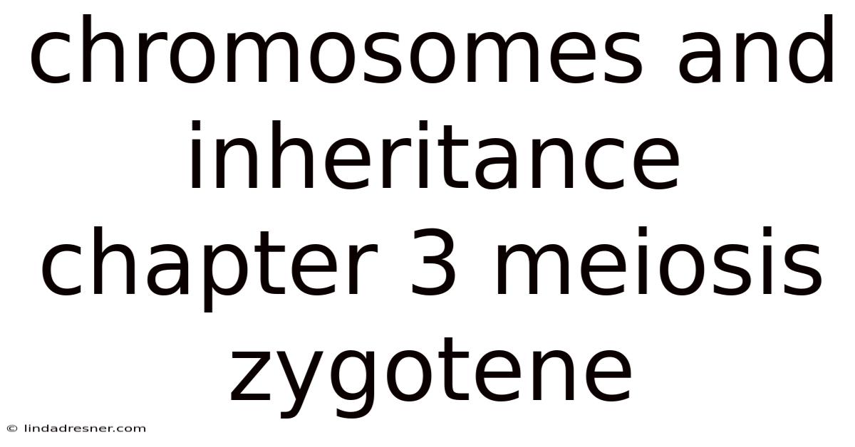 Chromosomes And Inheritance Chapter 3 Meiosis Zygotene