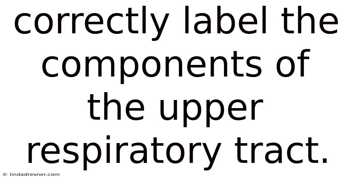 Correctly Label The Components Of The Upper Respiratory Tract.