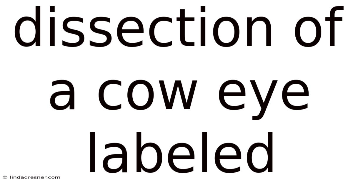 Dissection Of A Cow Eye Labeled