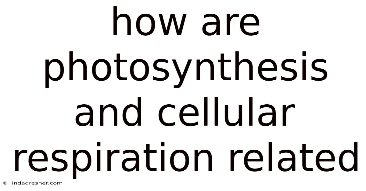 How Are Photosynthesis And Cellular Respiration Related
