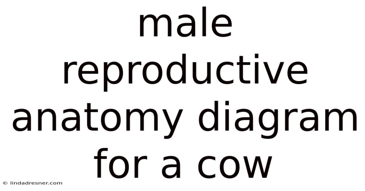 Male Reproductive Anatomy Diagram For A Cow