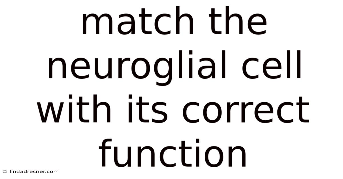 Match The Neuroglial Cell With Its Correct Function
