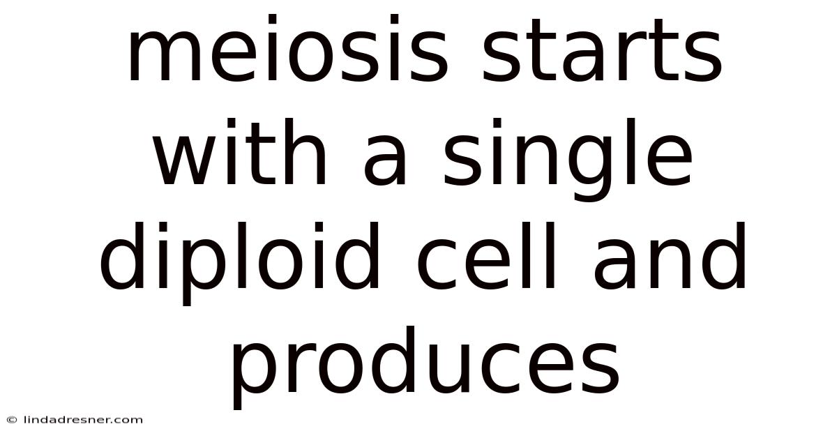 Meiosis Starts With A Single Diploid Cell And Produces