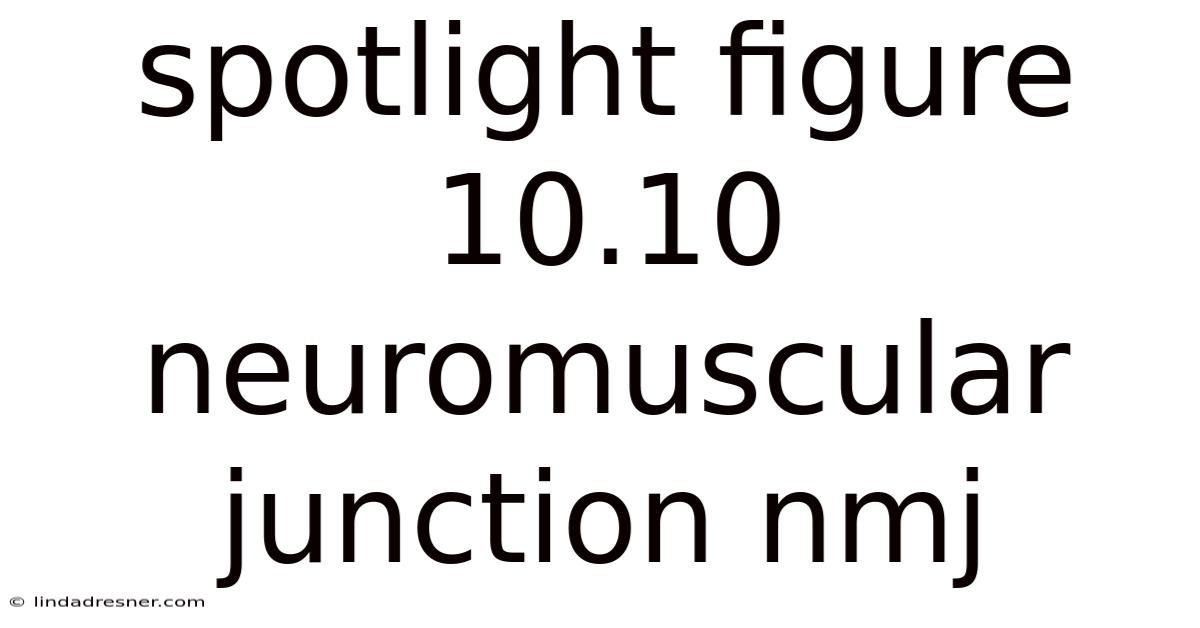 Spotlight Figure 10.10 Neuromuscular Junction Nmj
