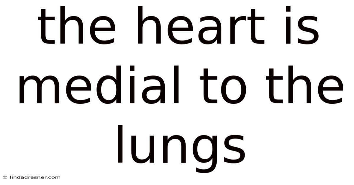 The Heart Is Medial To The Lungs