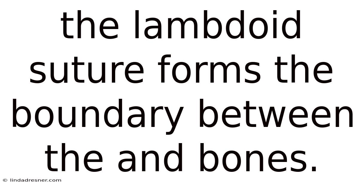 The Lambdoid Suture Forms The Boundary Between The And Bones.