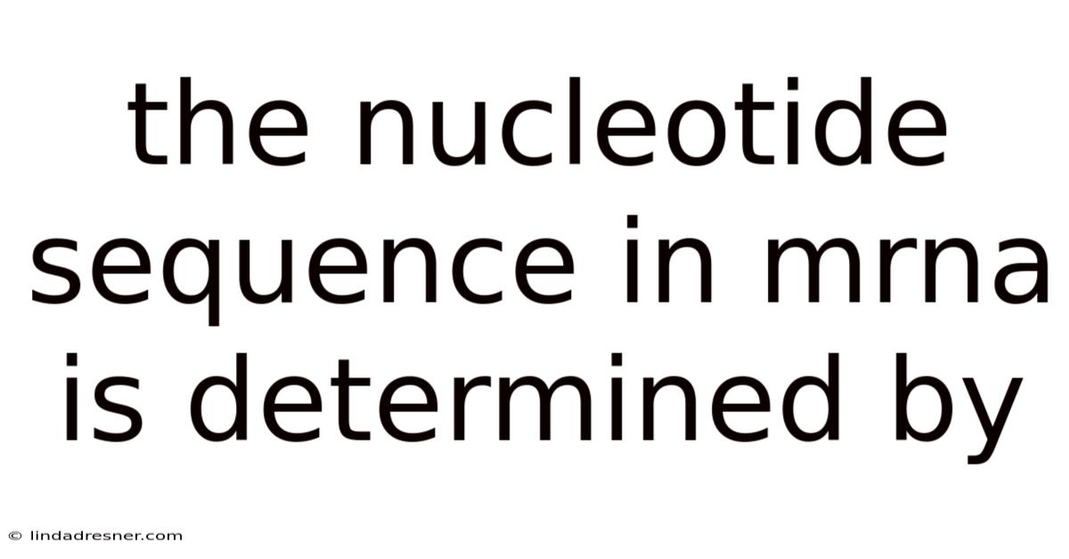 The Nucleotide Sequence In Mrna Is Determined By