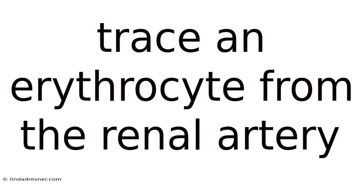 Trace An Erythrocyte From The Renal Artery