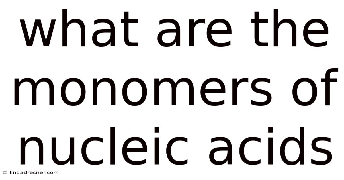 What Are The Monomers Of Nucleic Acids