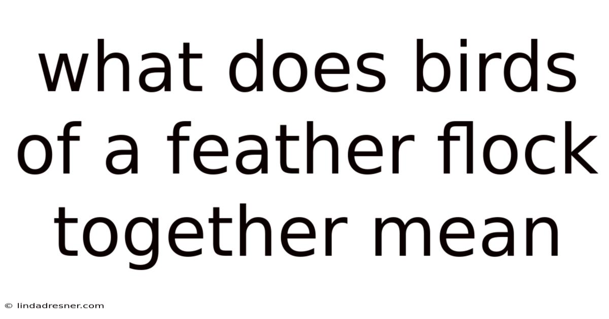 What Does Birds Of A Feather Flock Together Mean