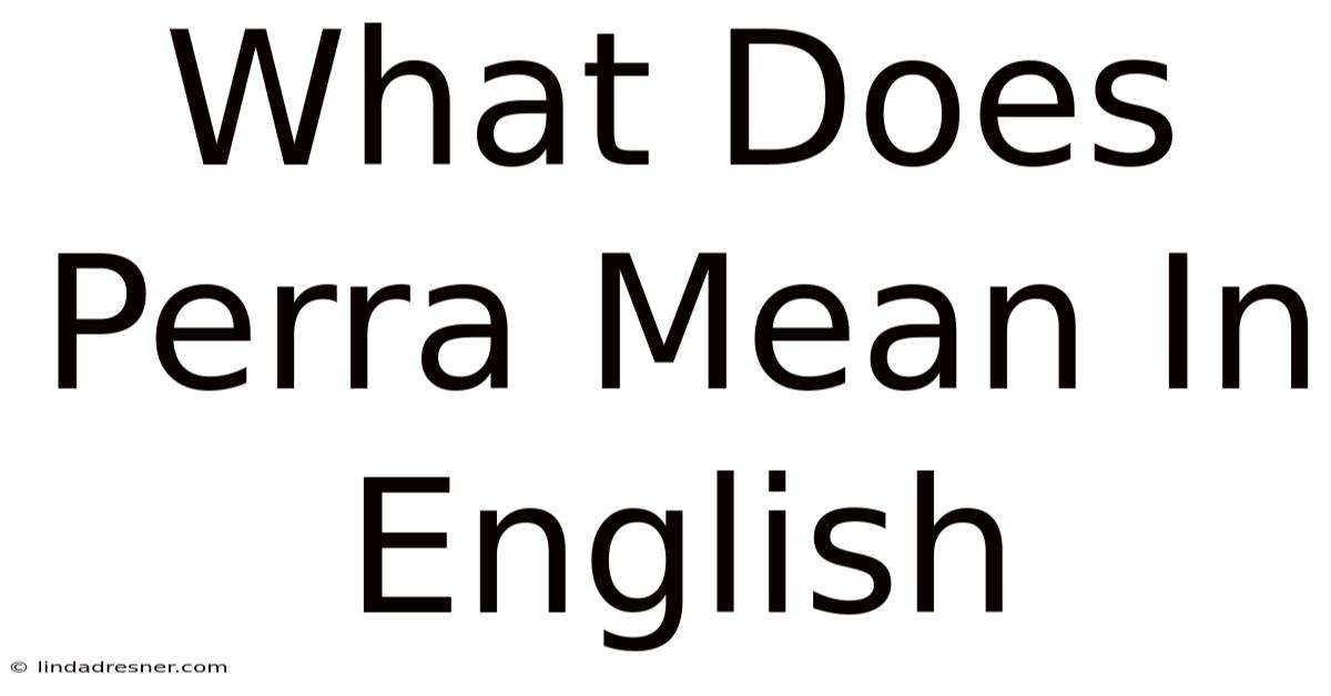 What Does Perra Mean In English