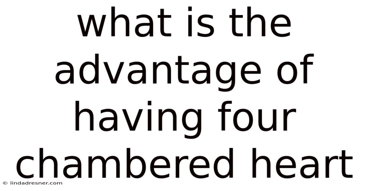 What Is The Advantage Of Having Four Chambered Heart