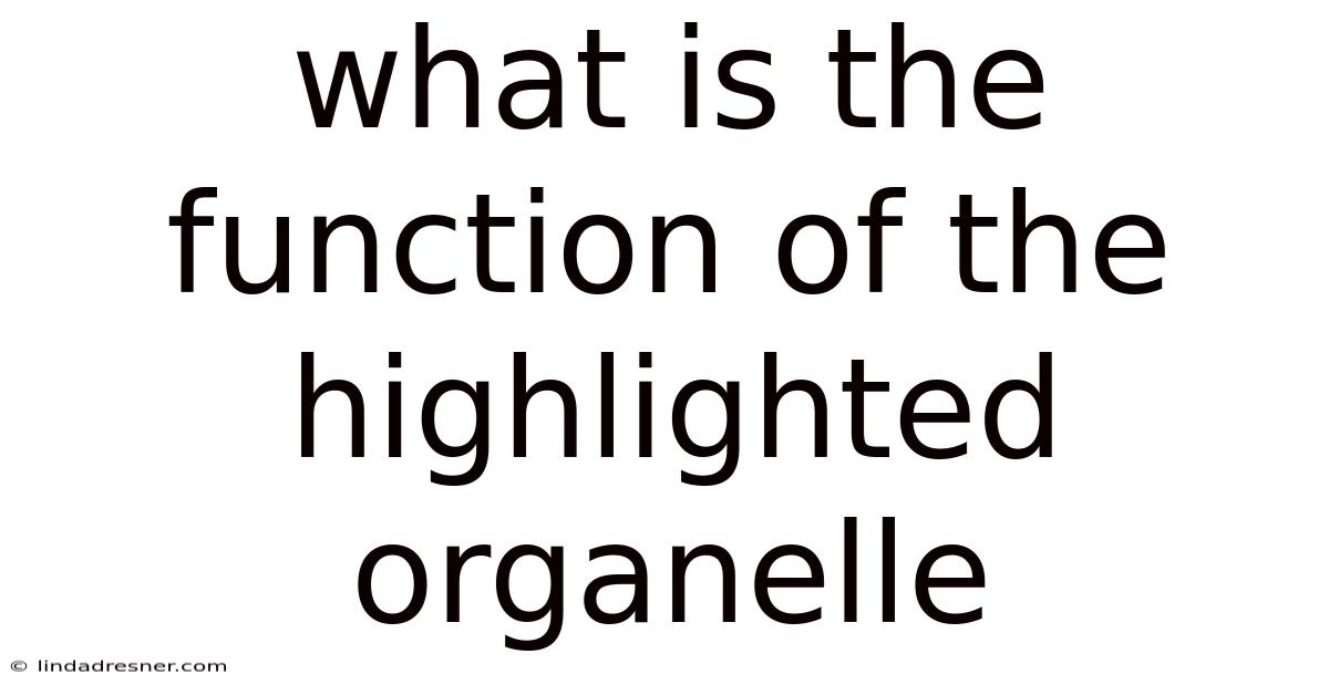 What Is The Function Of The Highlighted Organelle