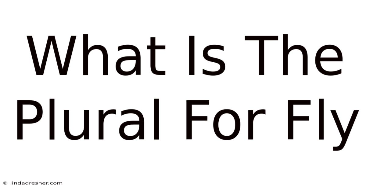 What Is The Plural For Fly