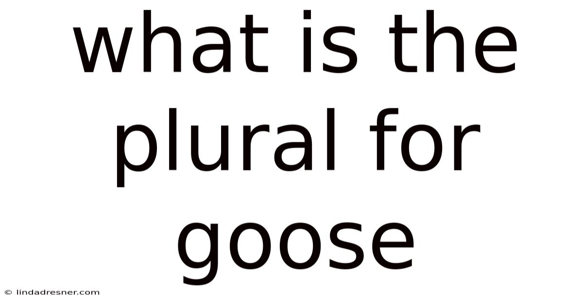 What Is The Plural For Goose