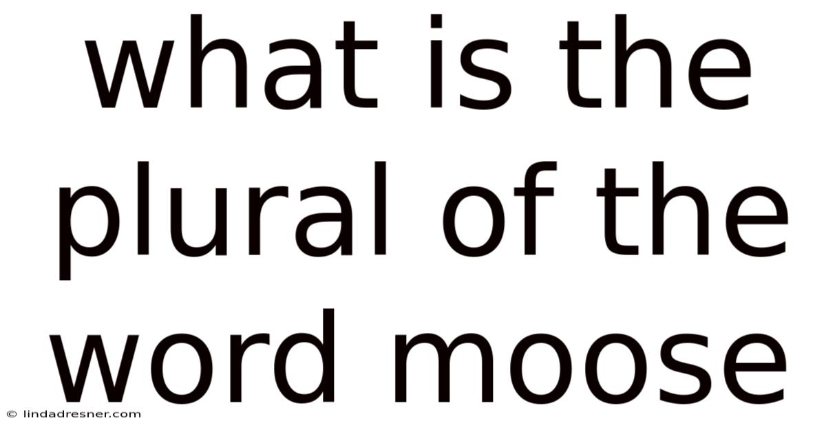 What Is The Plural Of The Word Moose