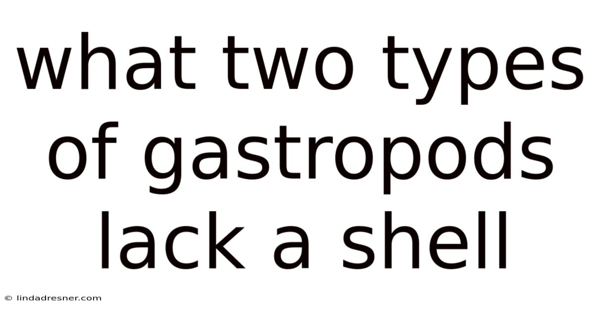 What Two Types Of Gastropods Lack A Shell