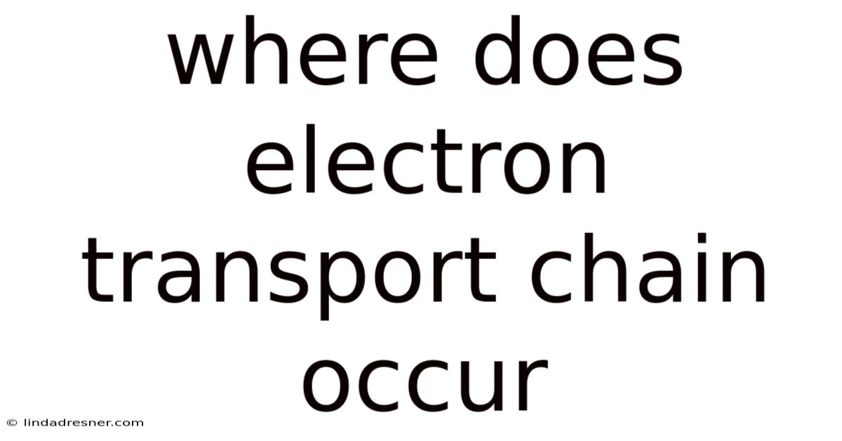 Where Does Electron Transport Chain Occur