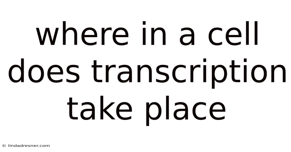Where In A Cell Does Transcription Take Place