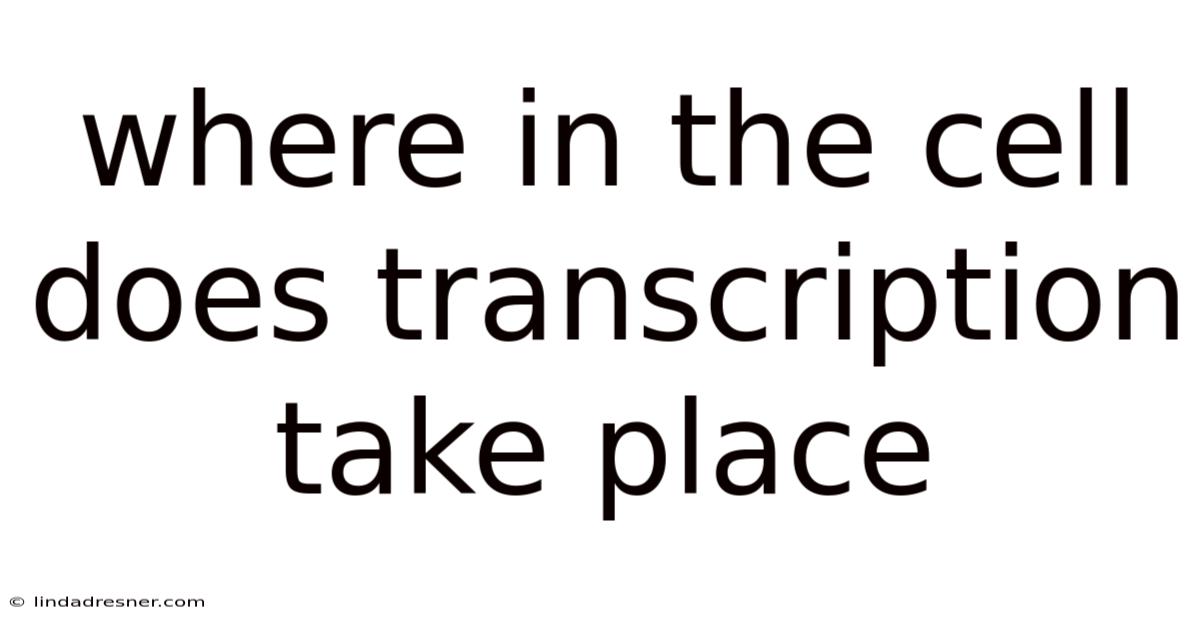 Where In The Cell Does Transcription Take Place