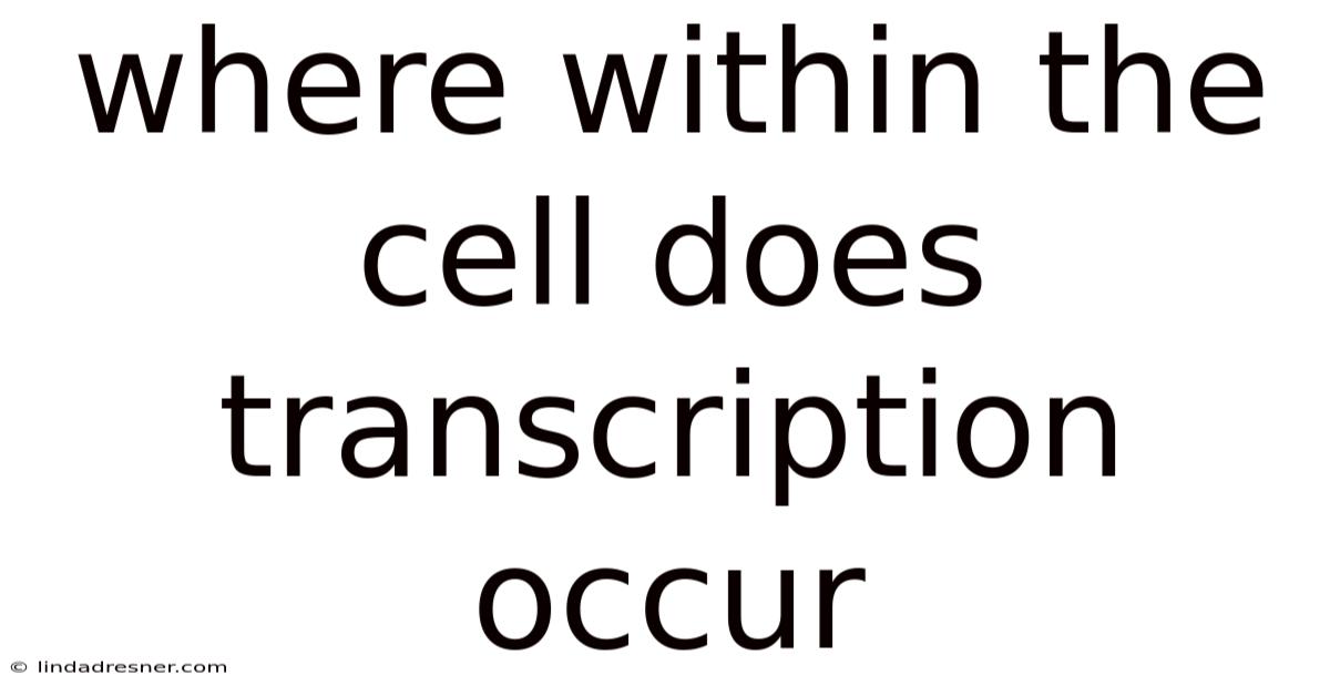 Where Within The Cell Does Transcription Occur