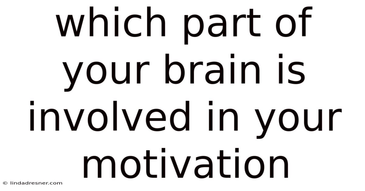 Which Part Of Your Brain Is Involved In Your Motivation