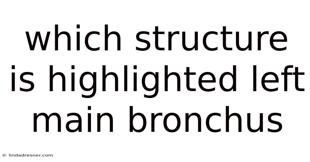 Which Structure Is Highlighted Left Main Bronchus