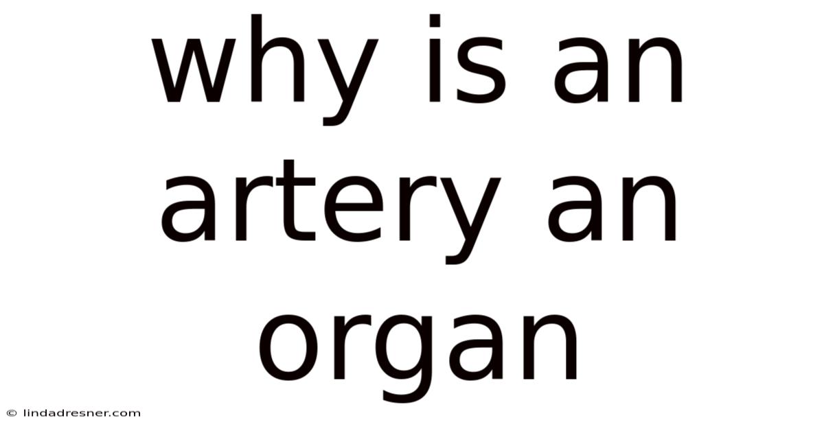 Why Is An Artery An Organ