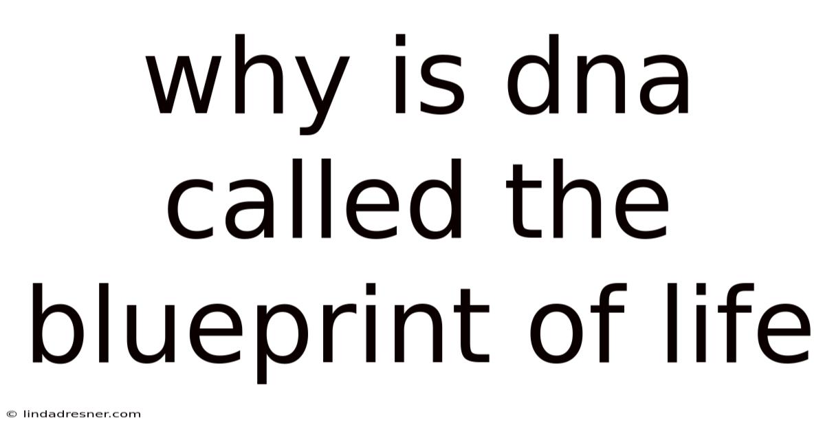 Why Is Dna Called The Blueprint Of Life